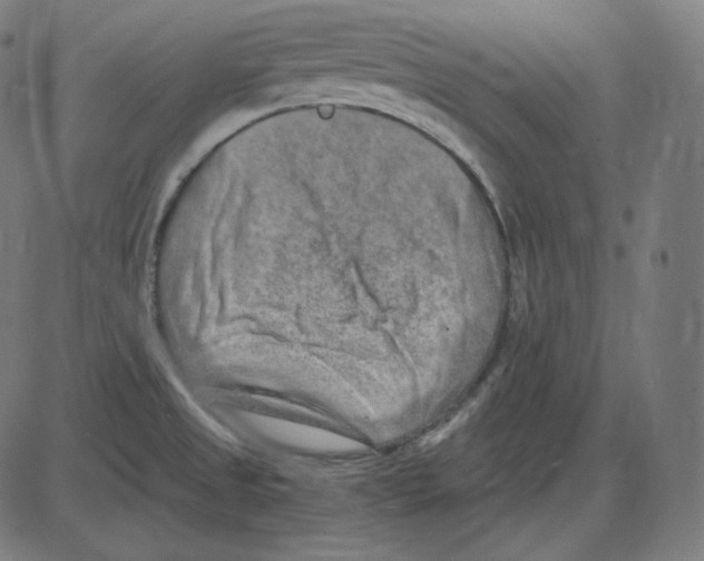 X0000084041525200703161818