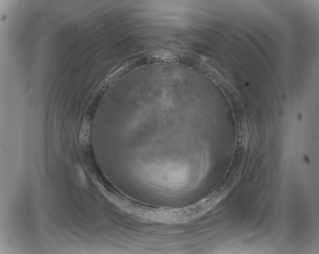 X0000084050036200702161518