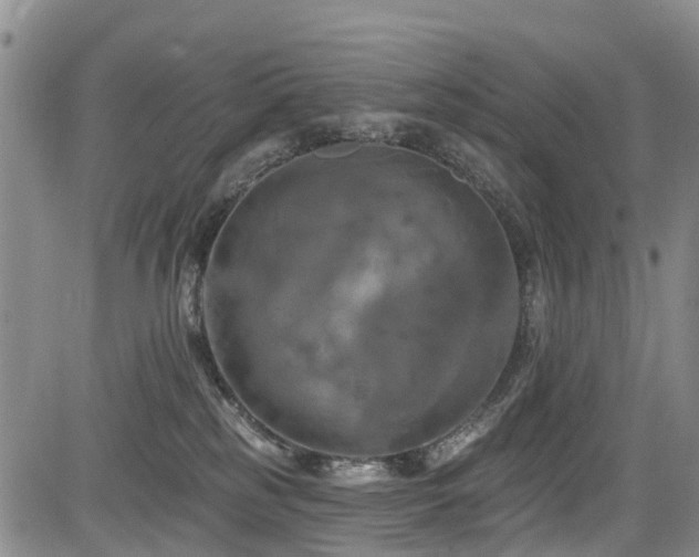 X0000084050185200702161516