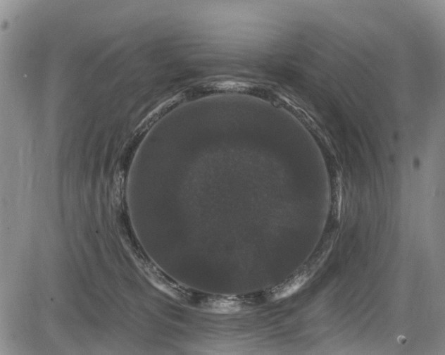 X0000084050325200702161513