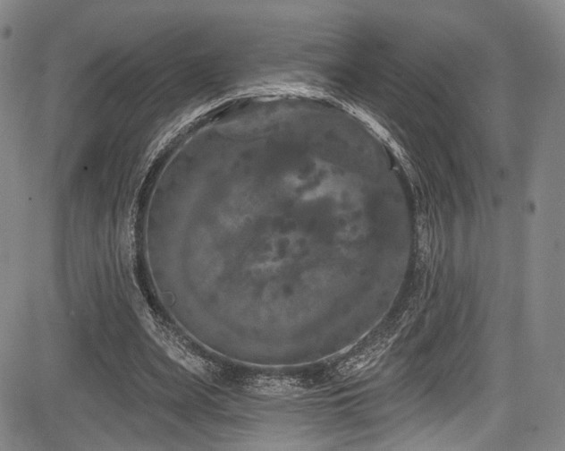 X0000084050487200702161511