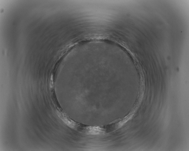 X0000084050528200702161510