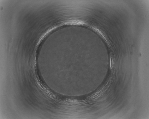 X0000084050531200702161509