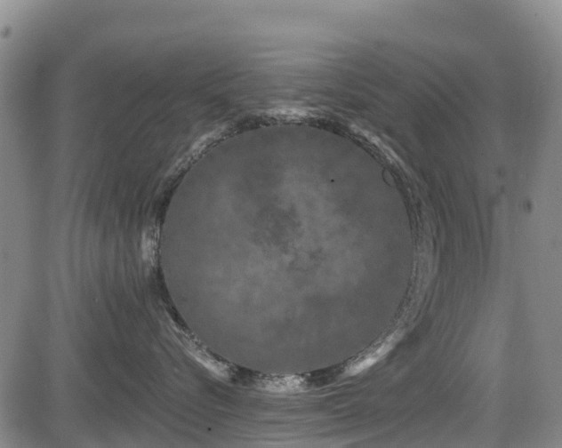 X0000084050576200702161510