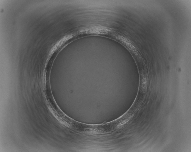 X0000084050678200702161507