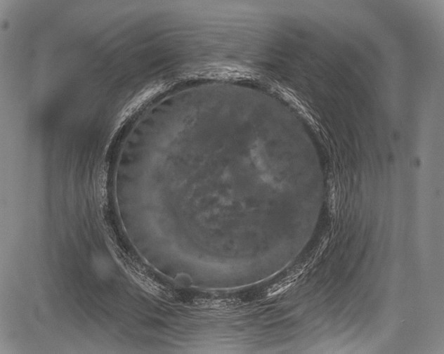 X0000084050679200702161507