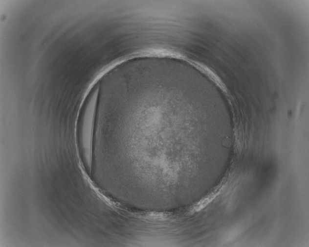 X0000084050839200702161505