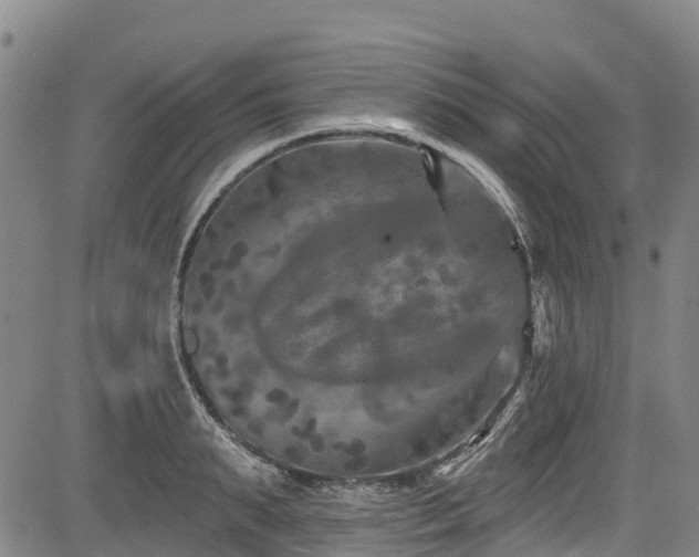 X0000084050895200702161504