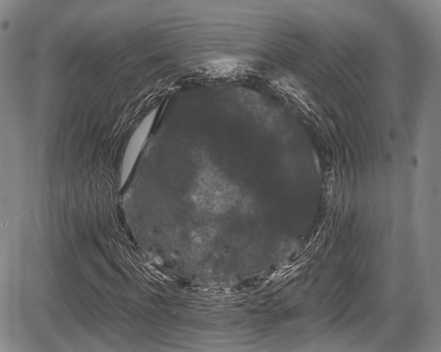 X0000084050916200702161503