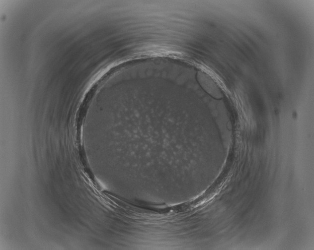 X0000084051023200702161501