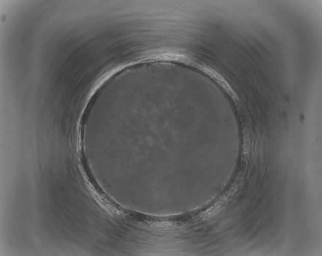 X0000084051031200702161502