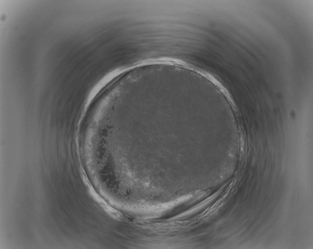 X0000084051054200702161502