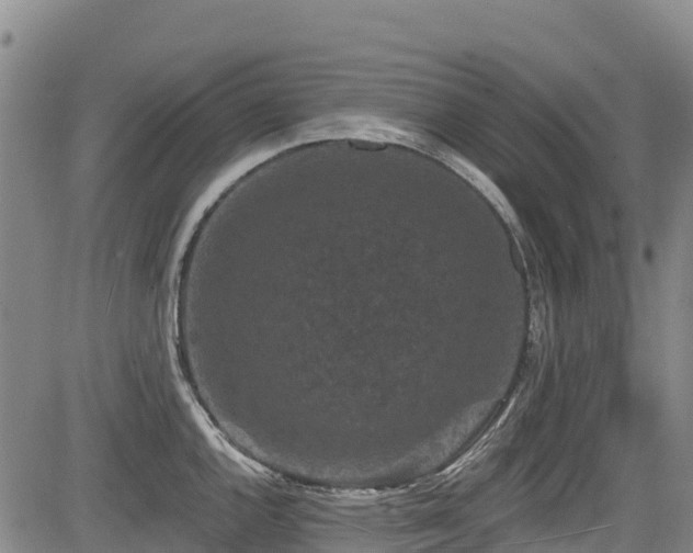 X0000084051144200702161500