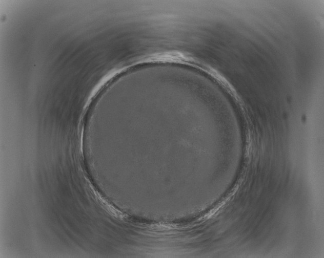 X0000084051224200702161458