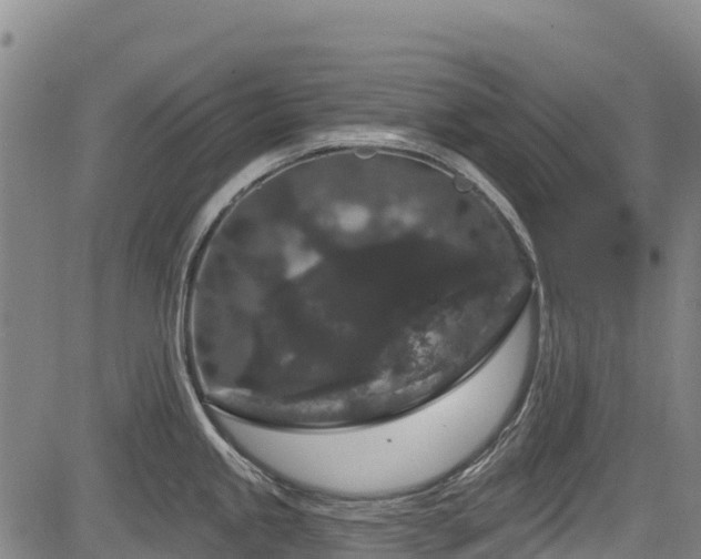 X0000084051245200702161459