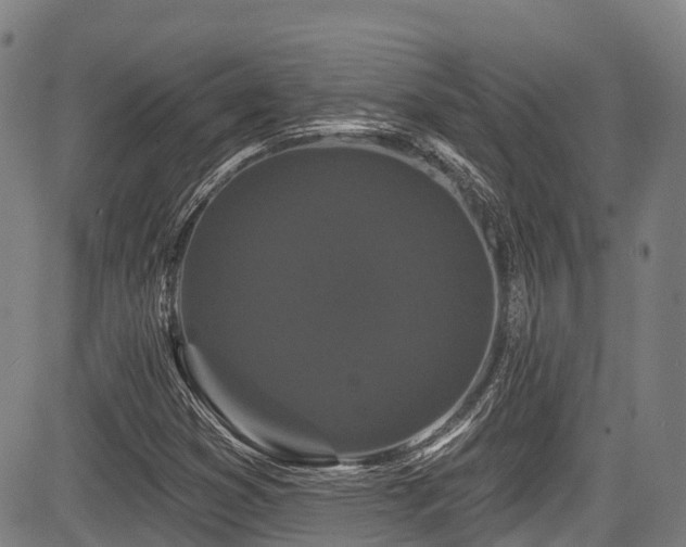 X0000084051353200702161456