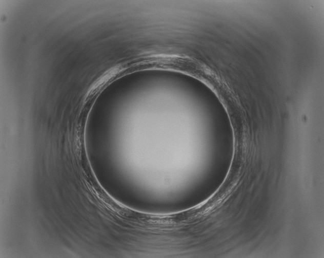 X0000084051354200702161456