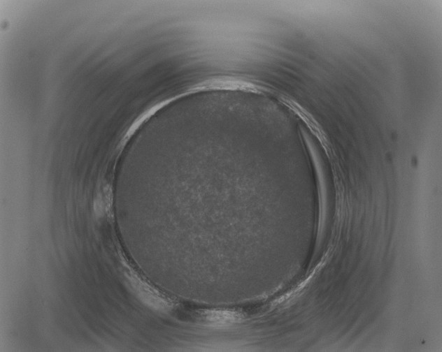 X0000084051465200702161455