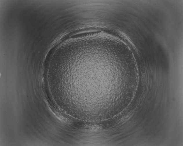 X0000084050443200702232355