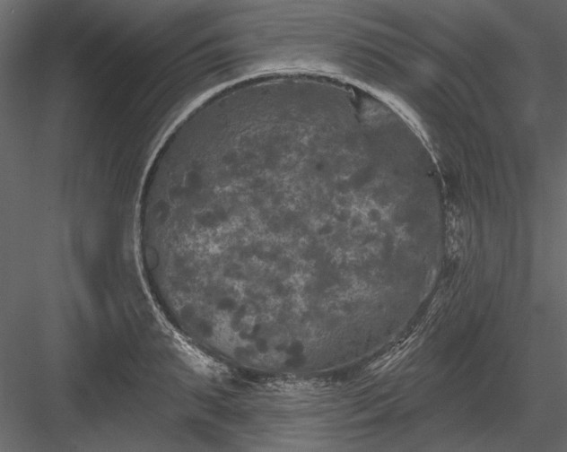 X0000084050895200702232348