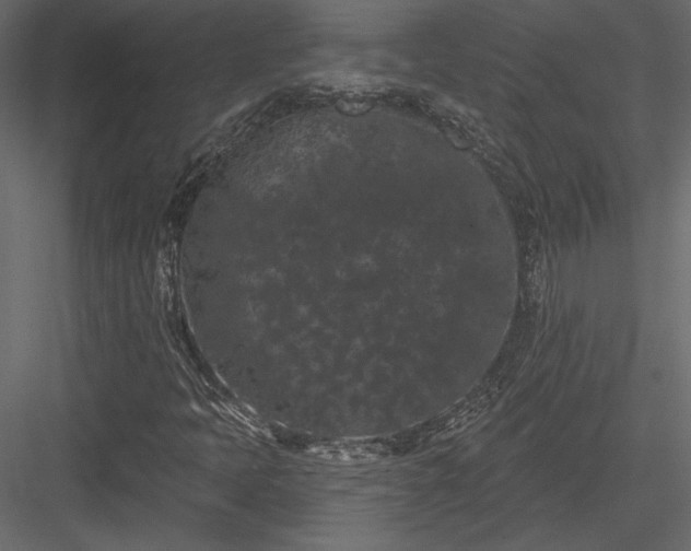 X0000084051397200702232339