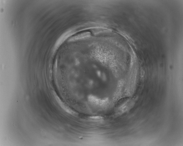 X0000084050053200703022225