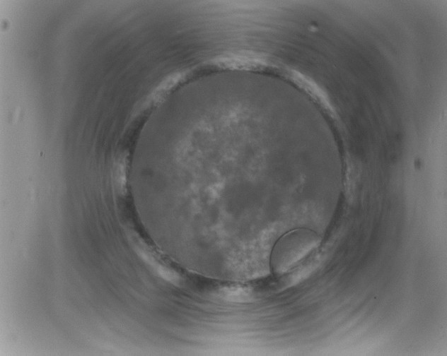 X0000084050065200703022225