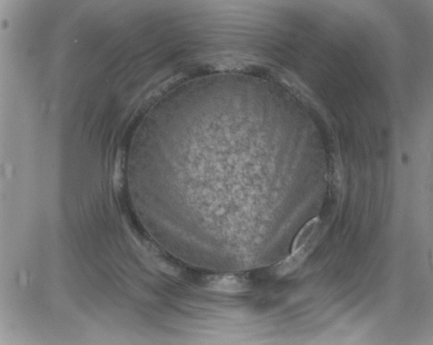 X0000084050074200703022225