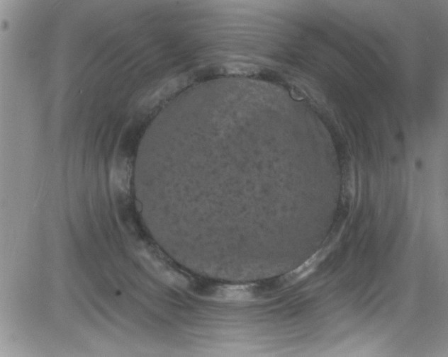 X0000084050078200703022225