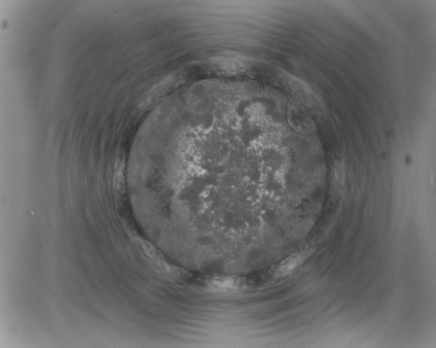 X0000084050177200703022224