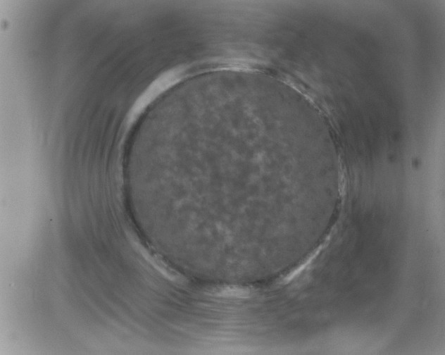 X0000084050198200703022223