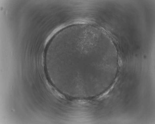 X0000084050244200703022222