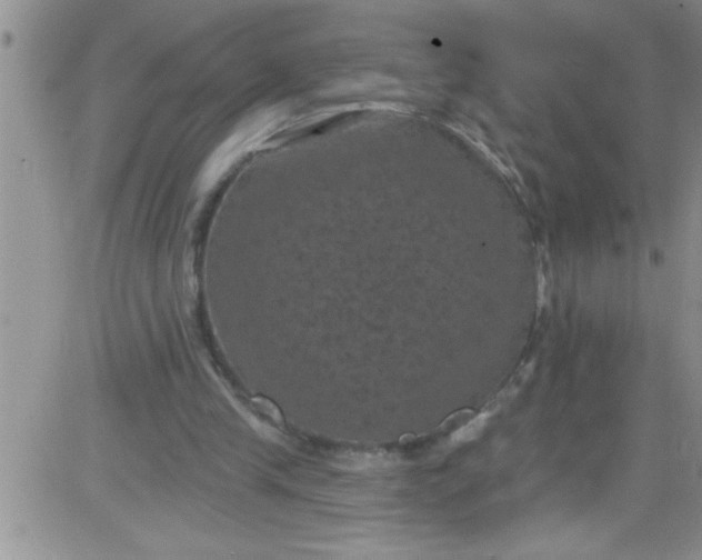 X0000084050245200703022222