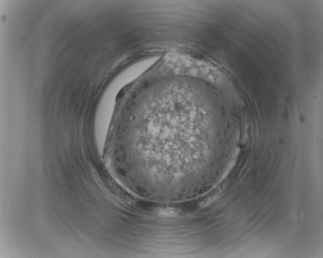 X0000084050264200703022222