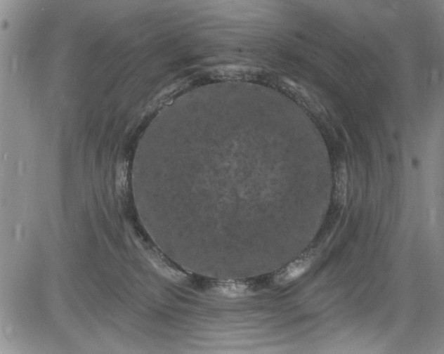 X0000084050278200703022222