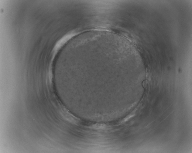 X0000084050294200703022222