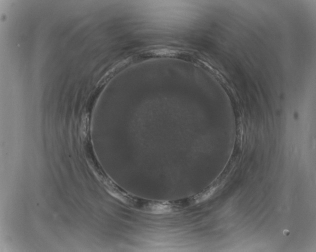 X0000084050325200703022221