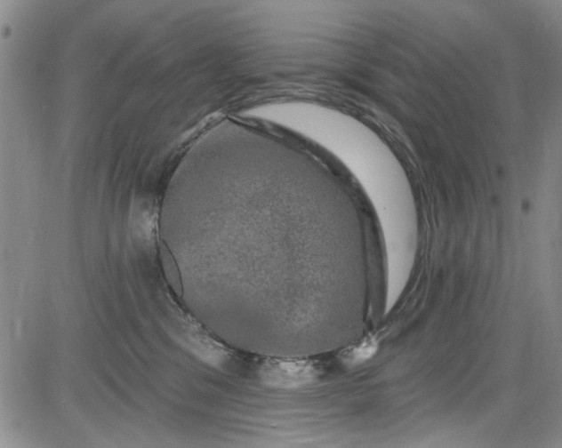 X0000084050329200703022221