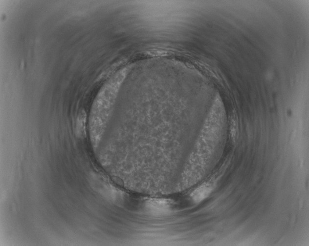 X0000084050332200703022221