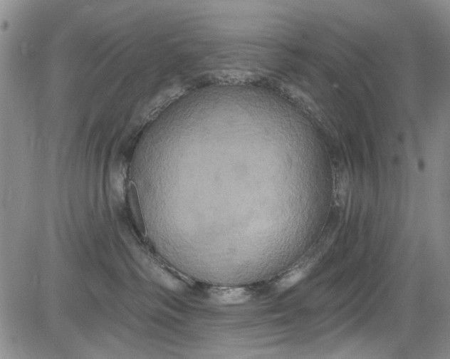 X0000084050334200703022221