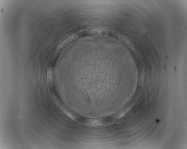 X0000084050335200703022221