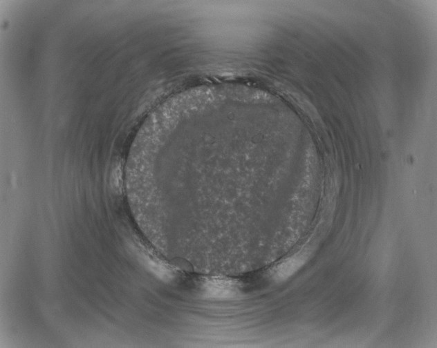 X0000084050336200703022221