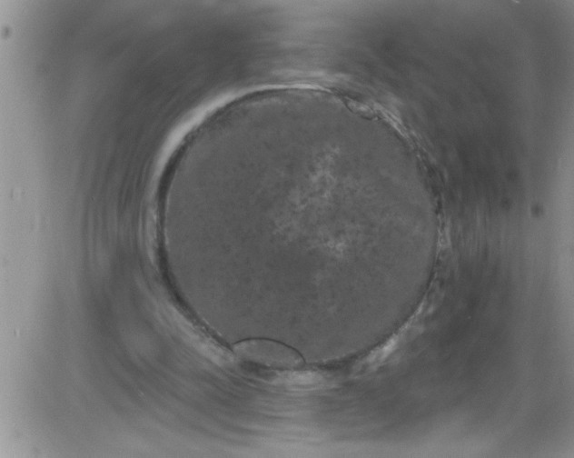 X0000084050342200703022220