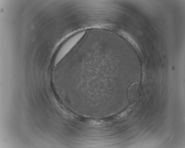 X0000084050346200703022220