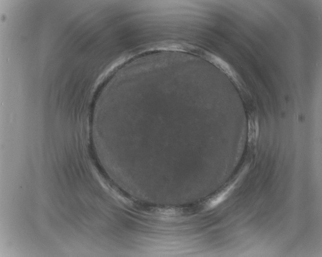 X0000084050349200703022220