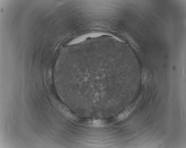 X0000084050365200703022221