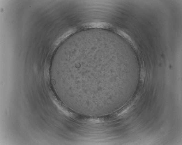 X0000084050394200703022220