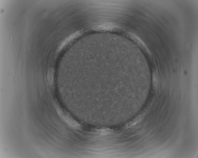 X0000084050396200703022220