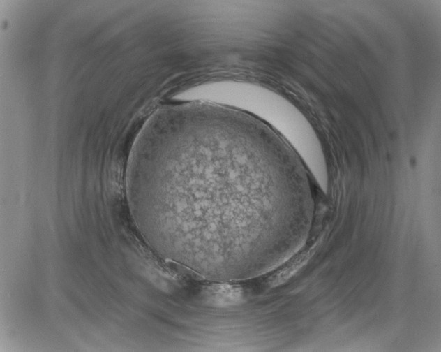 X0000084050421200703022219