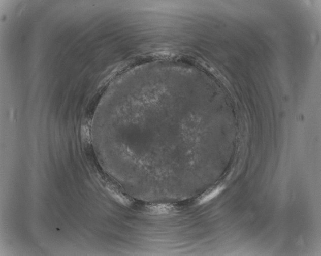 X0000084050432200703022219